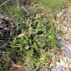 Melicytus angustifolius subsp. divaricatus (Divaricate Tree Violet) at Coornartha Nature Reserve - 18 Nov 2022 by trevorpreston