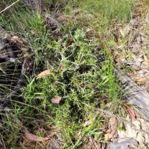 Melicytus angustifolius subsp. divaricatus at Glen Fergus, NSW - 19 Nov 2022