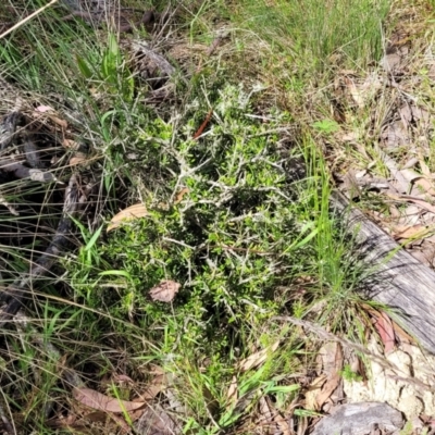 Melicytus angustifolius subsp. divaricatus (Divaricate Tree Violet) at Glen Fergus, NSW - 19 Nov 2022 by trevorpreston