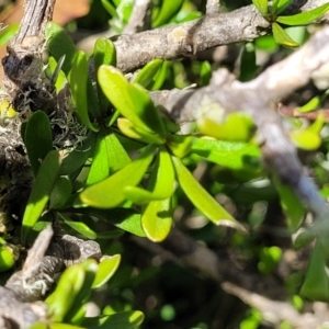 Melicytus angustifolius subsp. divaricatus at Glen Fergus, NSW - 19 Nov 2022