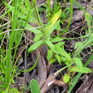 Leptorhynchos squamatus at Glen Fergus, NSW - 19 Nov 2022