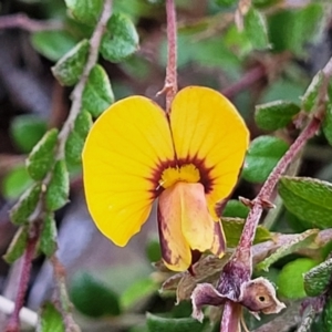 Bossiaea buxifolia at Glen Fergus, NSW - 19 Nov 2022