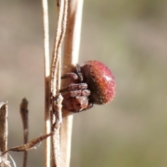 Araneinae (subfamily) (Orb weaver) at Aranda, ACT - 16 Nov 2022 by CathB