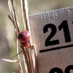 Araneus sp. (genus) at Aranda, ACT - 16 Nov 2022