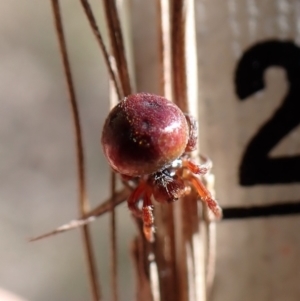 Araneus sp. (genus) at Aranda, ACT - 16 Nov 2022 03:43 PM