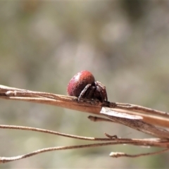 Araneus sp. (genus) at Aranda, ACT - 16 Nov 2022