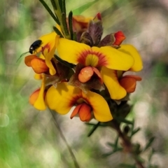 Dillwynia sericea at Glen Fergus, NSW - 19 Nov 2022 10:11 AM