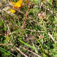 Dillwynia sericea at Glen Fergus, NSW - 19 Nov 2022 10:11 AM