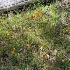 Dillwynia sericea at Glen Fergus, NSW - 19 Nov 2022 10:11 AM