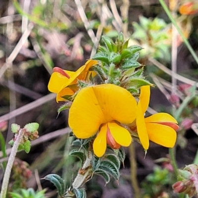 Pultenaea procumbens (Bush Pea) at Glen Fergus, NSW - 19 Nov 2022 by trevorpreston