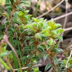 Pultenaea procumbens at Glen Fergus, NSW - 19 Nov 2022