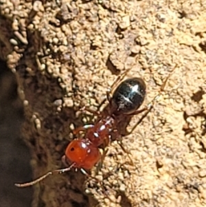 Melophorus sp. (genus) at Glen Fergus, NSW - 19 Nov 2022