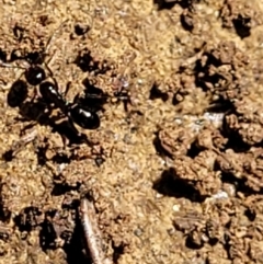 Melophorus sp. (genus) at Glen Fergus, NSW - 19 Nov 2022