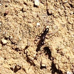 Melophorus sp. (genus) at Glen Fergus, NSW - 19 Nov 2022