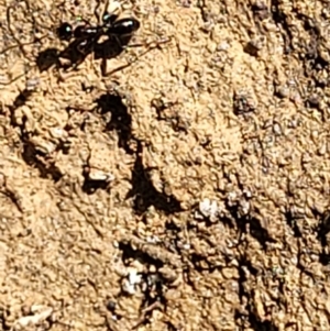 Melophorus sp. (genus) at Glen Fergus, NSW - 19 Nov 2022