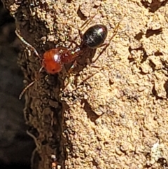 Melophorus sp. (genus) at Glen Fergus, NSW - 19 Nov 2022