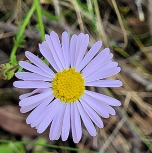 Brachyscome ciliaris var. ciliaris at Glen Fergus, NSW - 19 Nov 2022