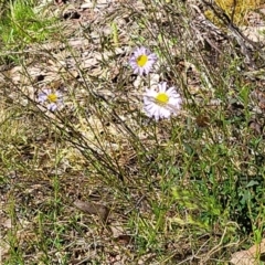 Brachyscome ciliaris var. ciliaris at Glen Fergus, NSW - 19 Nov 2022