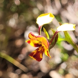 Diuris semilunulata at Glen Fergus, NSW - suppressed