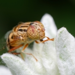 Eristalinus (genus) (A Hover Fly) at Downer, ACT - 20 Nov 2022 by RobertD