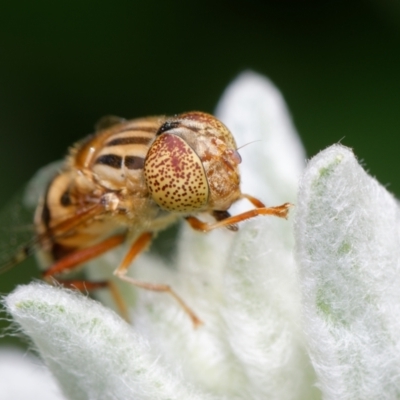 Eristalinus sp. (genus) (A Hover Fly) at Downer, ACT - 20 Nov 2022 by RobertD