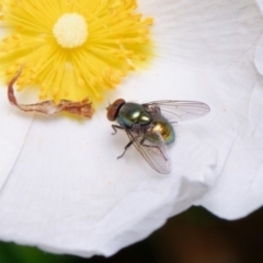 Lucilia sp. (genus) (A blowfly) at Downer, ACT - 20 Nov 2022 by RobertD