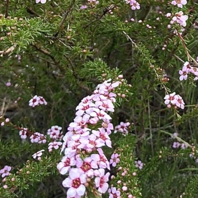 Leptospermum sp. (Tea Tree) at Wamboin, NSW - 18 Nov 2022 by Komidar