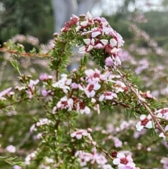 Leptospermum sp. at Wamboin, NSW - 19 Nov 2022 07:09 AM