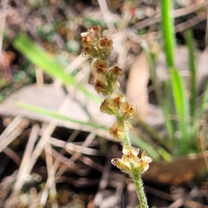 Plantago gaudichaudii at Glen Fergus, NSW - 19 Nov 2022