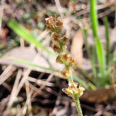 Plantago gaudichaudii (Narrow Plantain) at Coornartha Nature Reserve - 18 Nov 2022 by trevorpreston