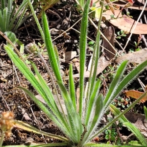 Plantago gaudichaudii at Glen Fergus, NSW - 19 Nov 2022