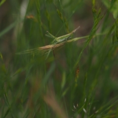 Keyacris scurra (Key's Matchstick Grasshopper) at Rendezvous Creek, ACT - 19 Nov 2022 by VanceLawrence