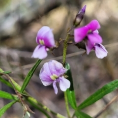 Glycine clandestina (Twining Glycine) at Glen Fergus, NSW - 18 Nov 2022 by trevorpreston