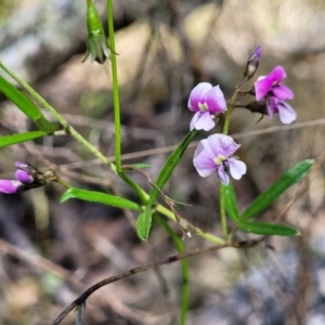 Glycine clandestina at Glen Fergus, NSW - 19 Nov 2022 10:03 AM