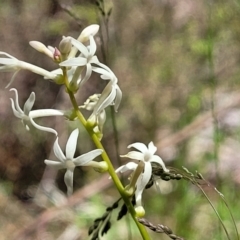 Stackhousia monogyna (Creamy Candles) at Coornartha Nature Reserve - 19 Nov 2022 by trevorpreston