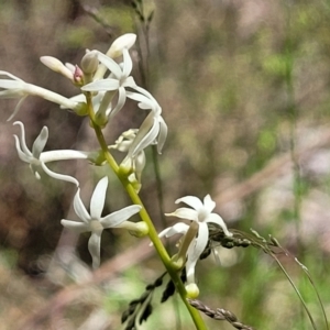 Stackhousia monogyna at Glen Fergus, NSW - 19 Nov 2022 10:00 AM