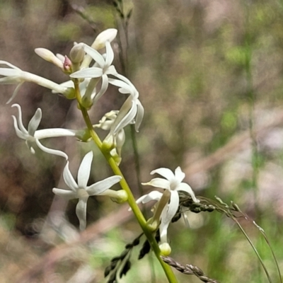 Stackhousia monogyna (Creamy Candles) at Coornartha Nature Reserve - 19 Nov 2022 by trevorpreston