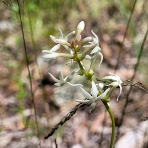 Stackhousia monogyna at Glen Fergus, NSW - 19 Nov 2022