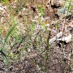 Stackhousia monogyna at Glen Fergus, NSW - 19 Nov 2022 10:00 AM