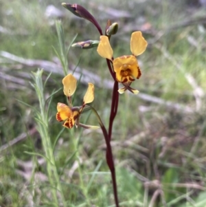 Diuris semilunulata at Yaouk, NSW - suppressed