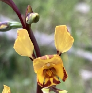 Diuris semilunulata at Yaouk, NSW - suppressed