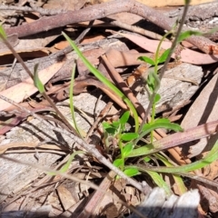 Craspedia variabilis at Glen Fergus, NSW - suppressed