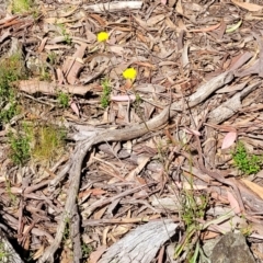 Craspedia variabilis at Glen Fergus, NSW - suppressed