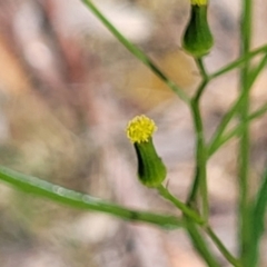 Senecio prenanthoides (Common Forest Fireweed) at Coornartha Nature Reserve - 19 Nov 2022 by trevorpreston