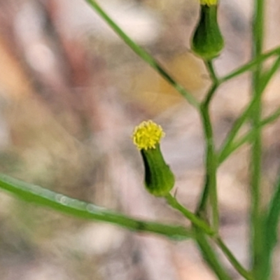 Senecio prenanthoides (Common Forest Fireweed) at Coornartha Nature Reserve - 19 Nov 2022 by trevorpreston