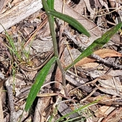 Senecio prenanthoides at Glen Fergus, NSW - 19 Nov 2022