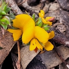 Pultenaea procumbens (Bush Pea) at Coornartha Nature Reserve - 18 Nov 2022 by trevorpreston