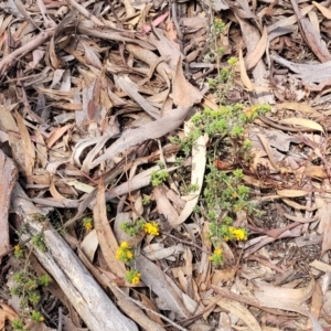 Pultenaea procumbens at Glen Fergus, NSW - 19 Nov 2022