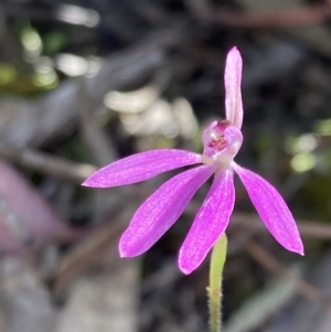 Caladenia carnea at Yaouk, NSW - suppressed