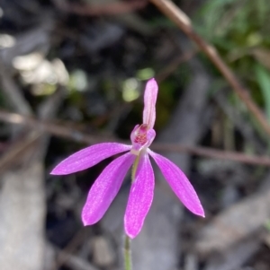 Caladenia carnea at Yaouk, NSW - suppressed